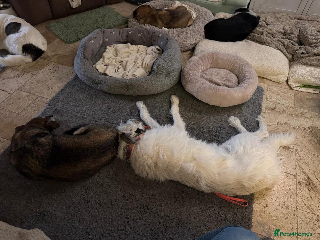 Mixed Breed dogs for adoption: KALLIE-16months, loves dogs/playful/active/rural - Advert 20