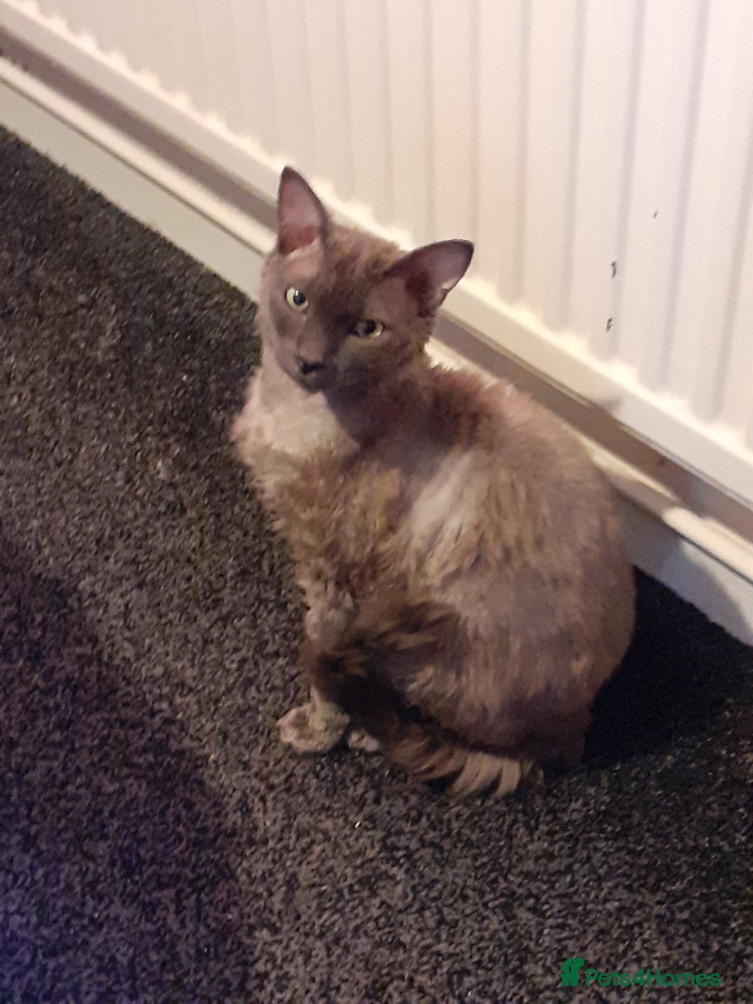 Devon Rex cats for sale: Devon rex - Advert 3