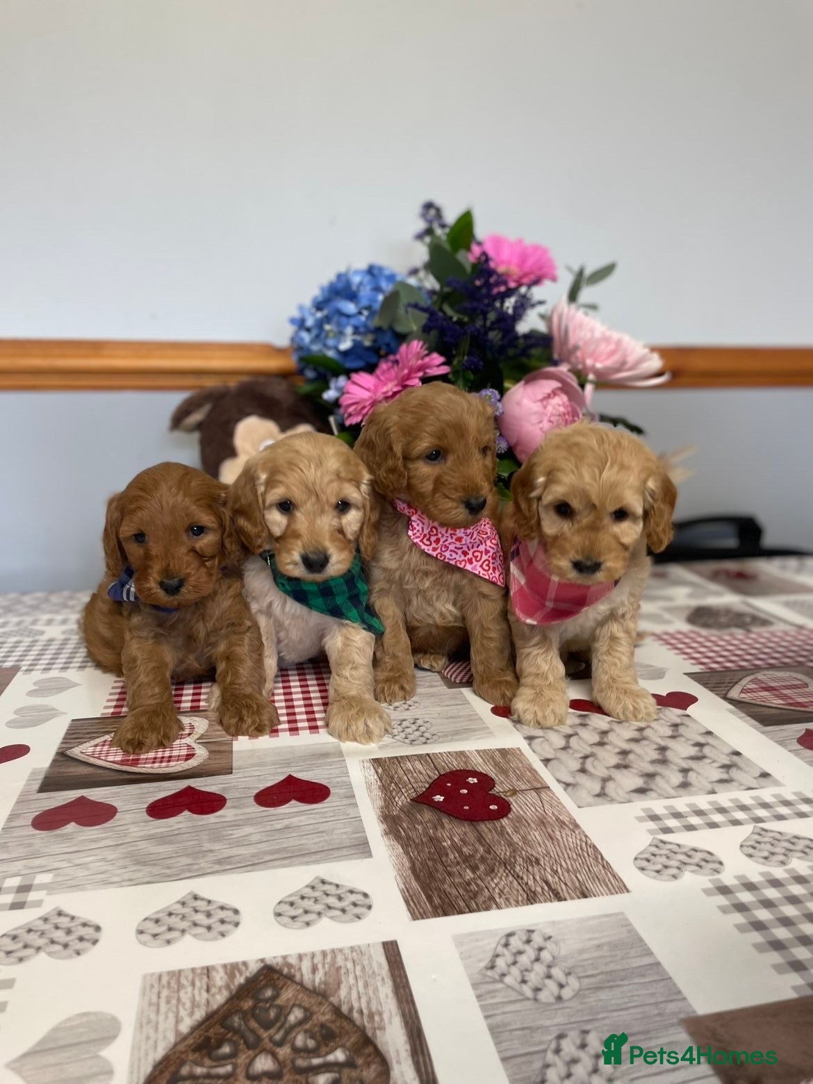 Cockapoo dogs Stunning cockapoo puppies for sale  - Advert 1