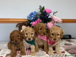 Cockapoo dogs Stunning miniature cockapoo puppies for sale - Advert 1