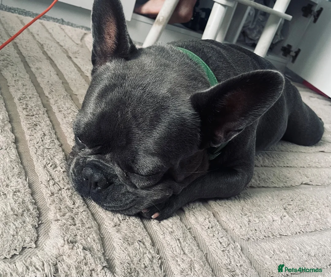 French Bulldog dogs for sale: French bulldog 1 year old  in Scunthorpe - Advert 2