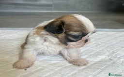 Shih Tzu dogs for sale: Beautiful litter of Shih tzu puppy’s  - Image 11