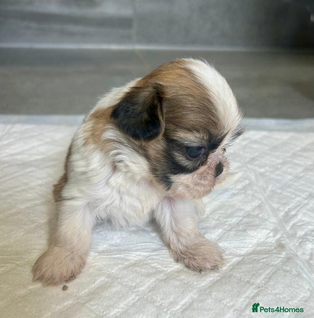 Shih Tzu dogs for sale: Beautiful litter of Shih tzu puppy’s  - Image 11