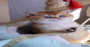 British Shorthair cats 🧿✨Exclusive Golden British Shorthair babies 🧿 - Advert 6