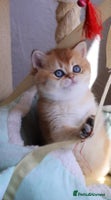 British Shorthair cats 🧿✨Exclusive Golden British Shorthair babies 🧿 - Advert 6