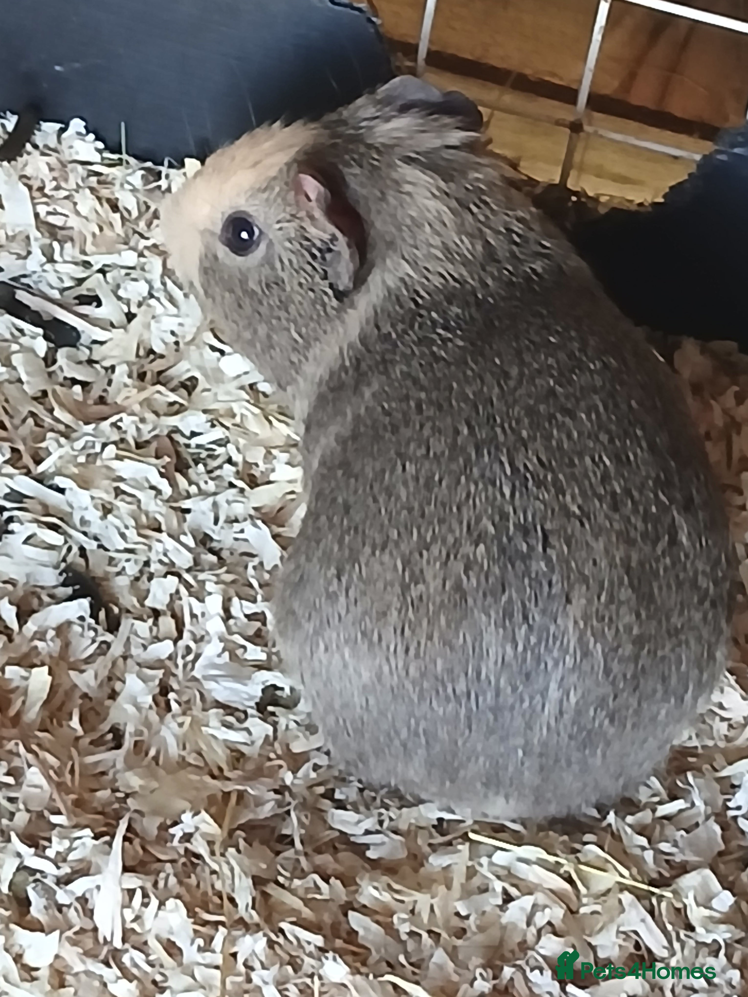 Guinea Pig rodents Bonded Boar Guinea Pigs for Sale - Advert 1