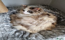 Ragdoll cats for sale: Ragdoll sisters ready now - Image 2