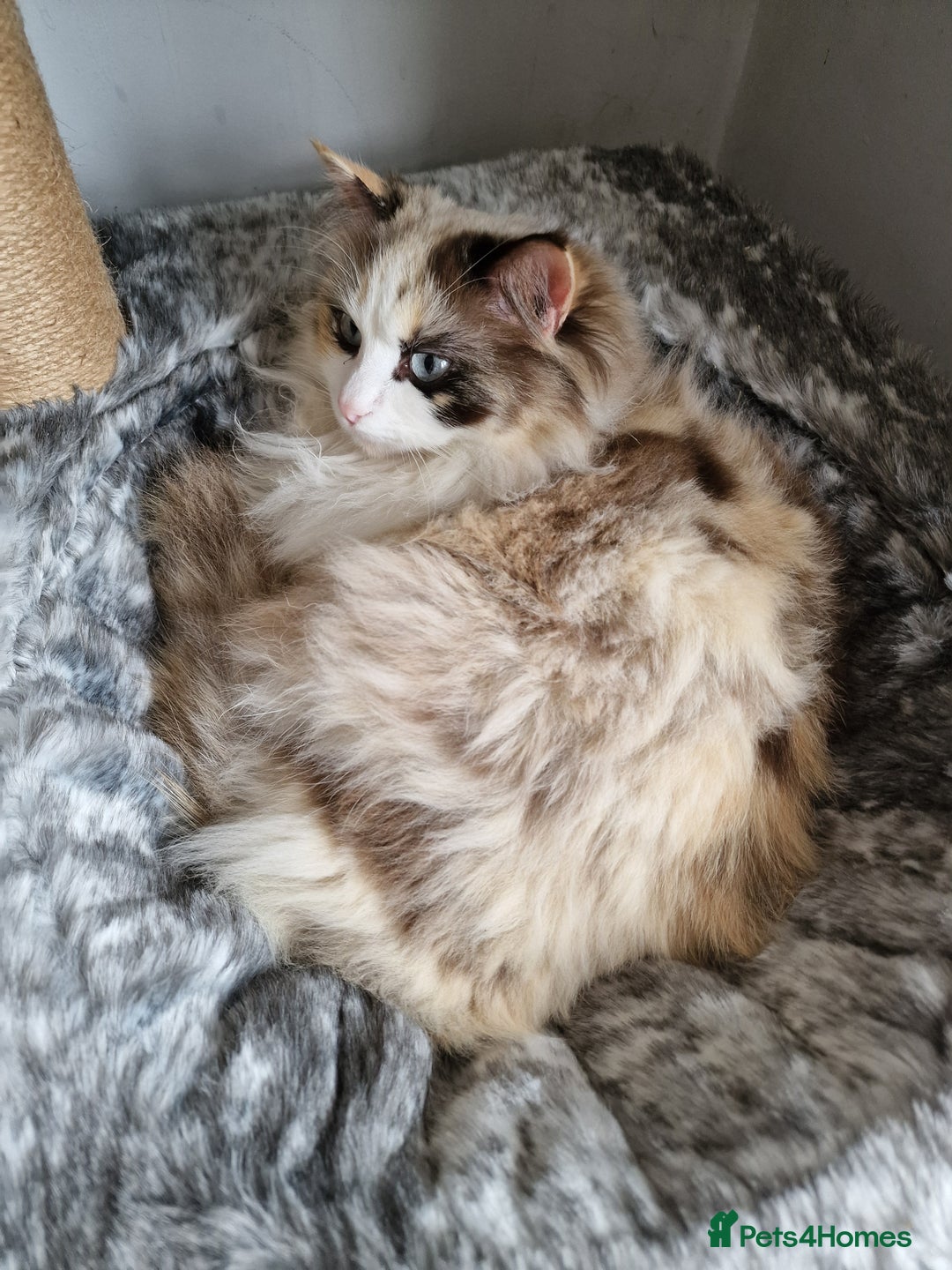 Ragdoll cats for sale: Ragdoll sisters ready now - Image 2