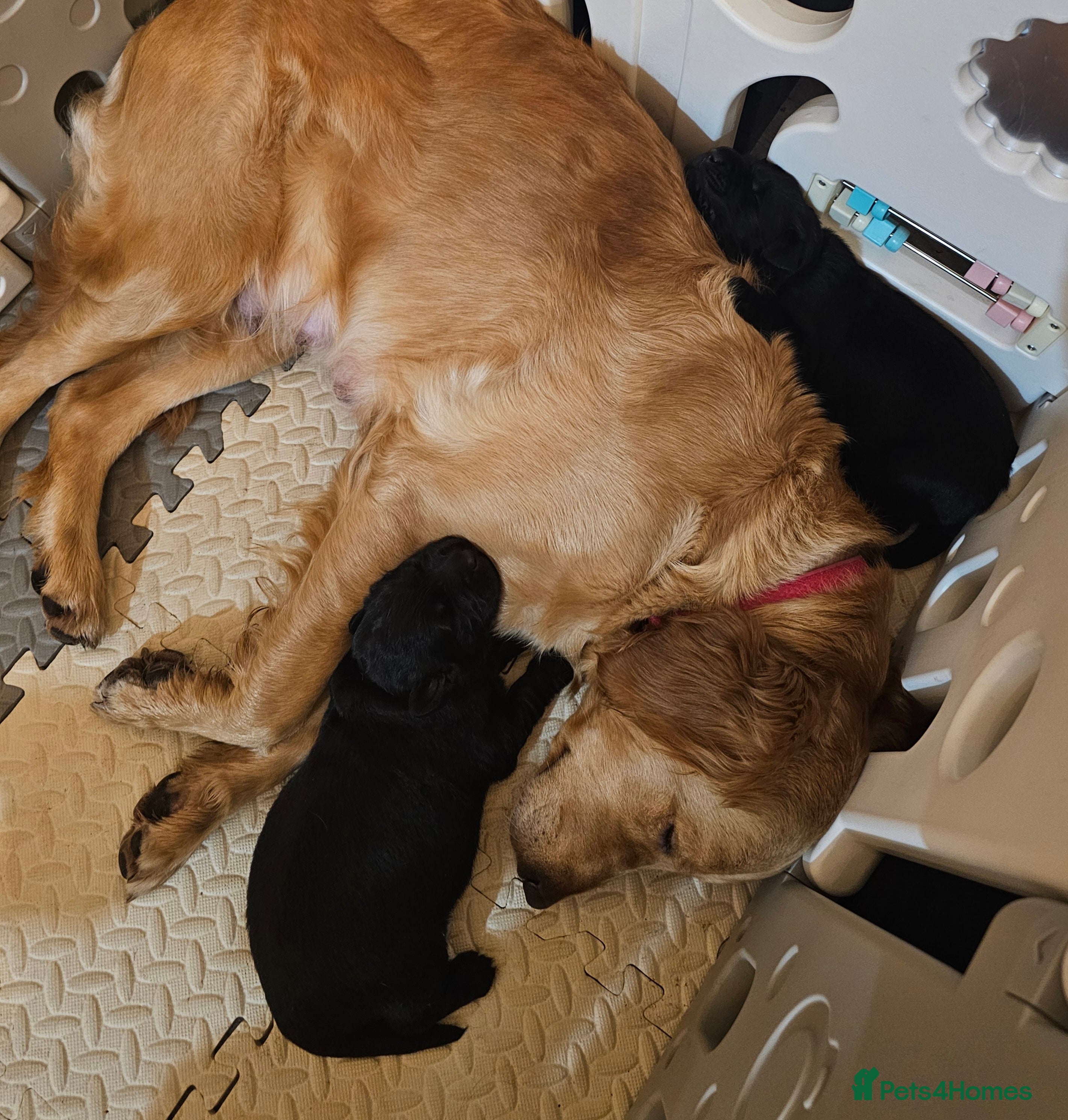 Mixed Breed dogs Golden Shepherd pup - Advert 9