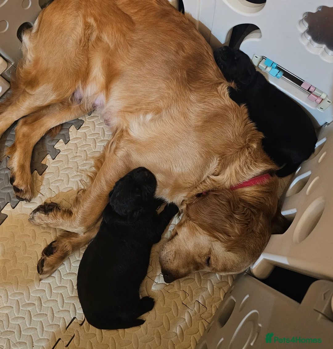 Mixed Breed dogs for sale: Golden Shepherd pup - Advert 2