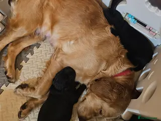 Mixed Breed dogs Golden Shepherd pup - Advert 9