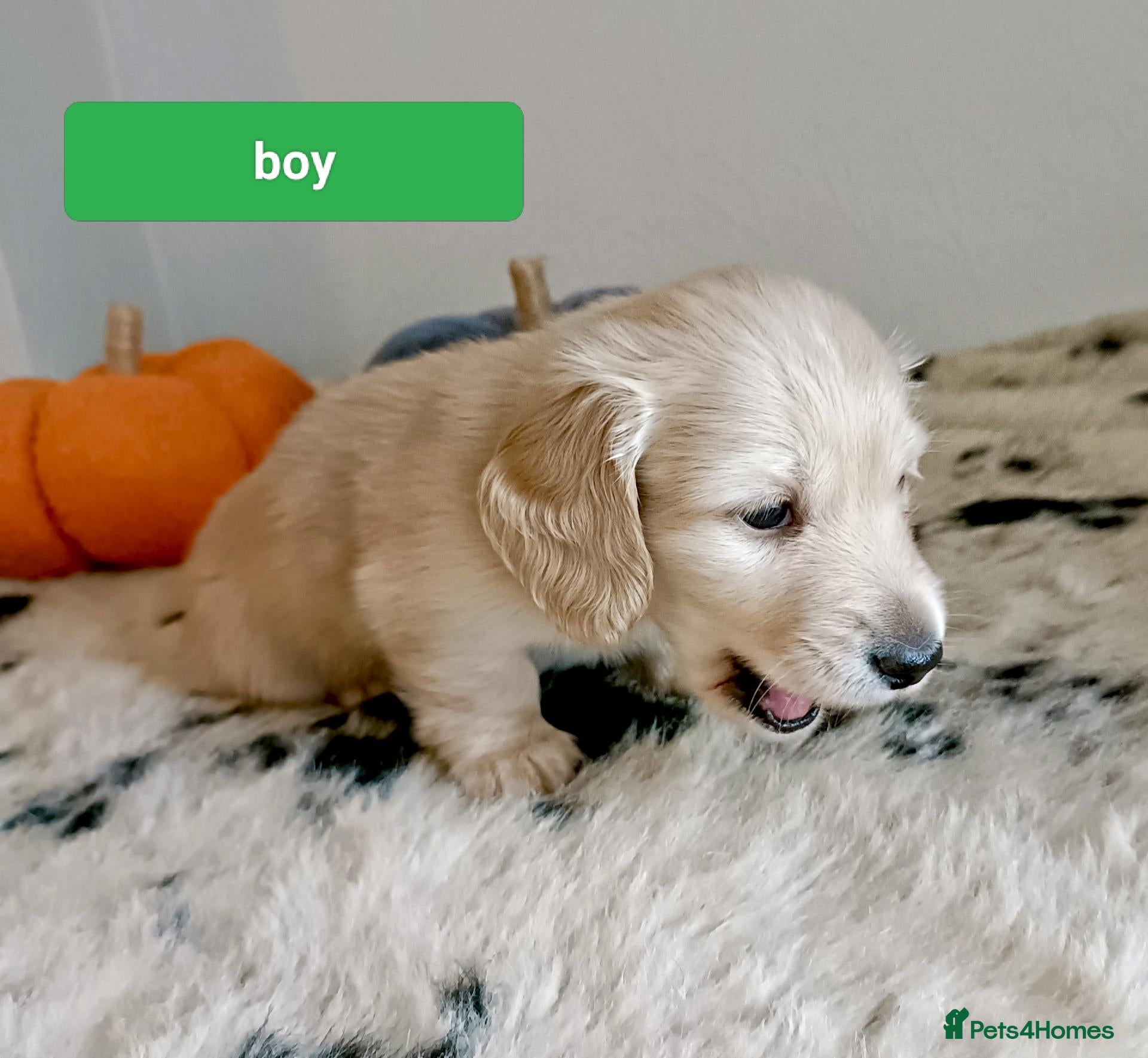 Miniature Dachshund dogs for sale: Quality home reared to make perfect pets - Advert 2