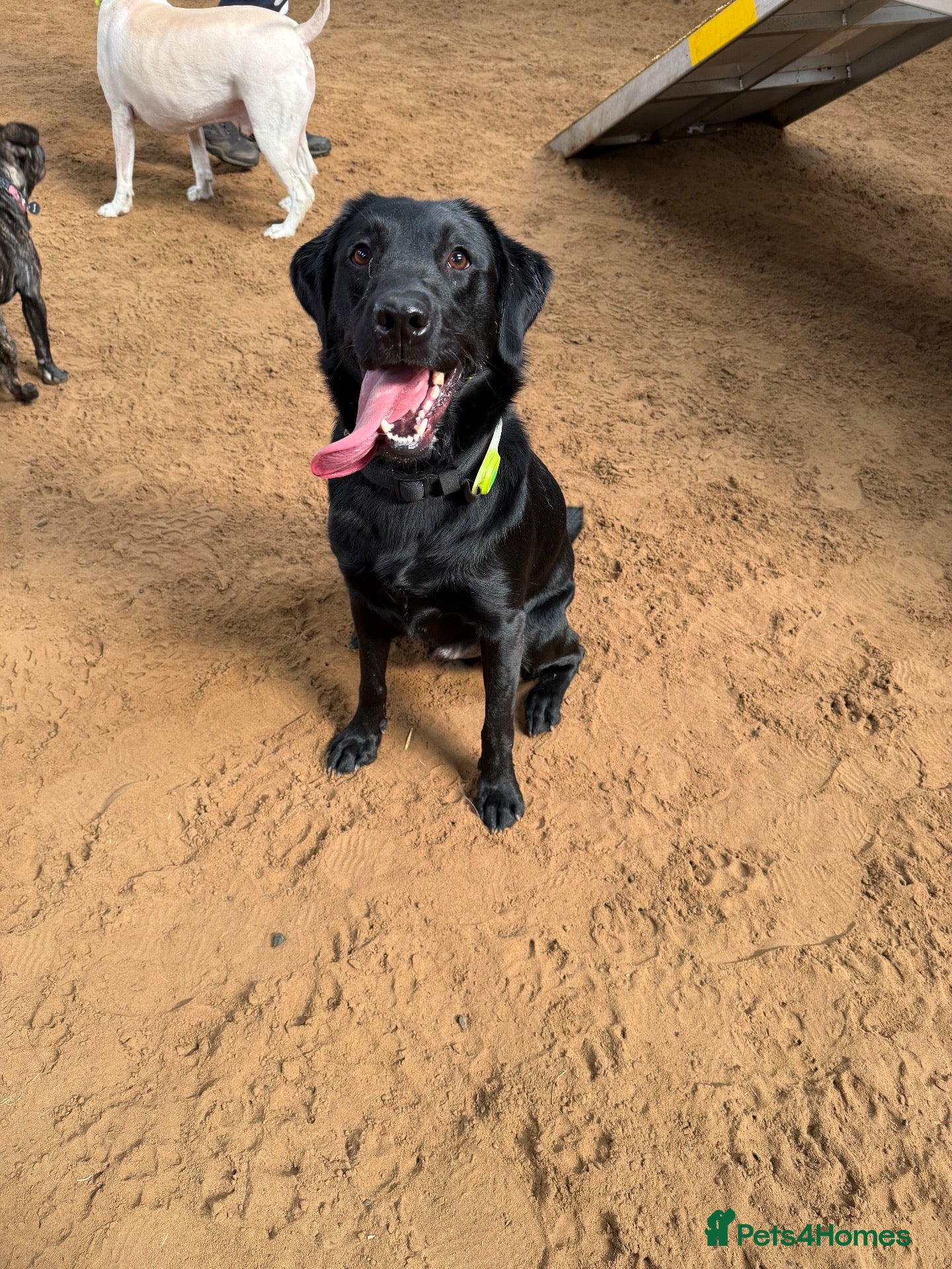 Labrador Retriever dogs Male lab urgently requires new home! - Advert 21