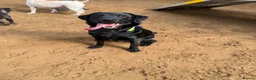 Labrador Retriever dogs for sale: Male lab urgently requires new home! - Advert 1