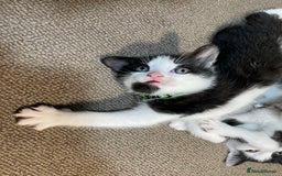 Mixed Breed cats for sale: Three energetic kittens: Noodle, Peanut and Daisy - Advert 12