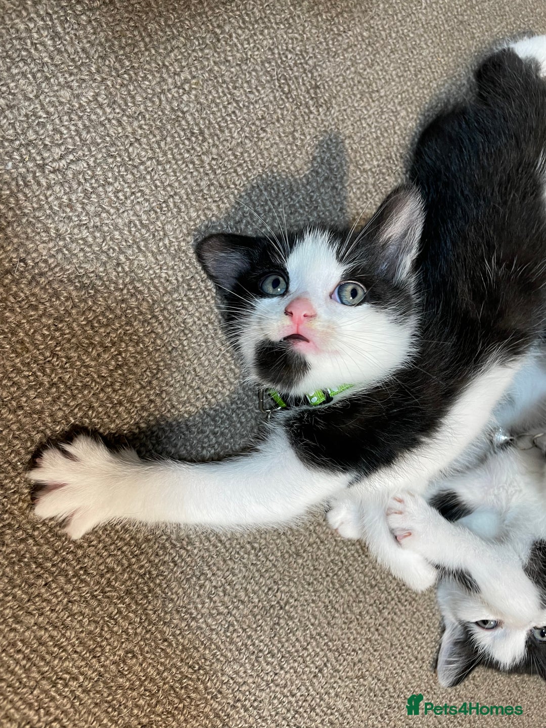 Mixed Breed cats for sale: Three energetic kittens: Noodle, Peanut and Daisy - Advert 12