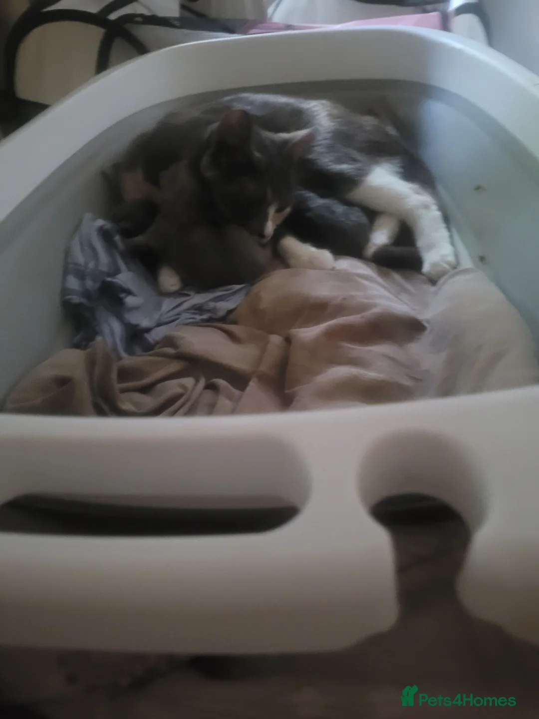 Mixed Breed cats for sale: Beautiful grey kittens  - Advert 1