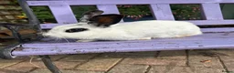 Mixed Breed rabbits for sale: Rabbits - Advert 3