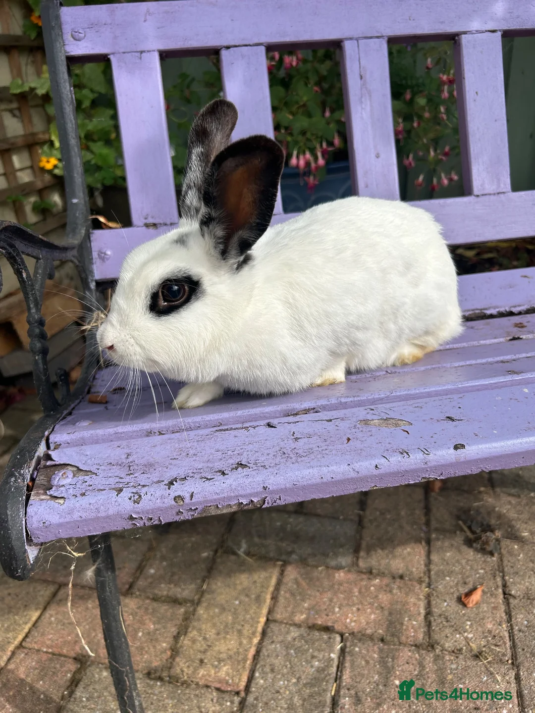 Mixed Breed rabbits for sale: Rabbits - Advert 3