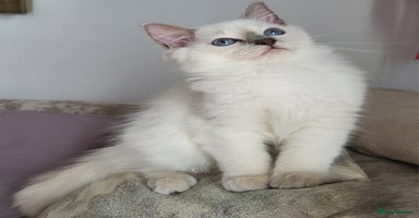 Ragdoll cats in Dundee - Advert 13