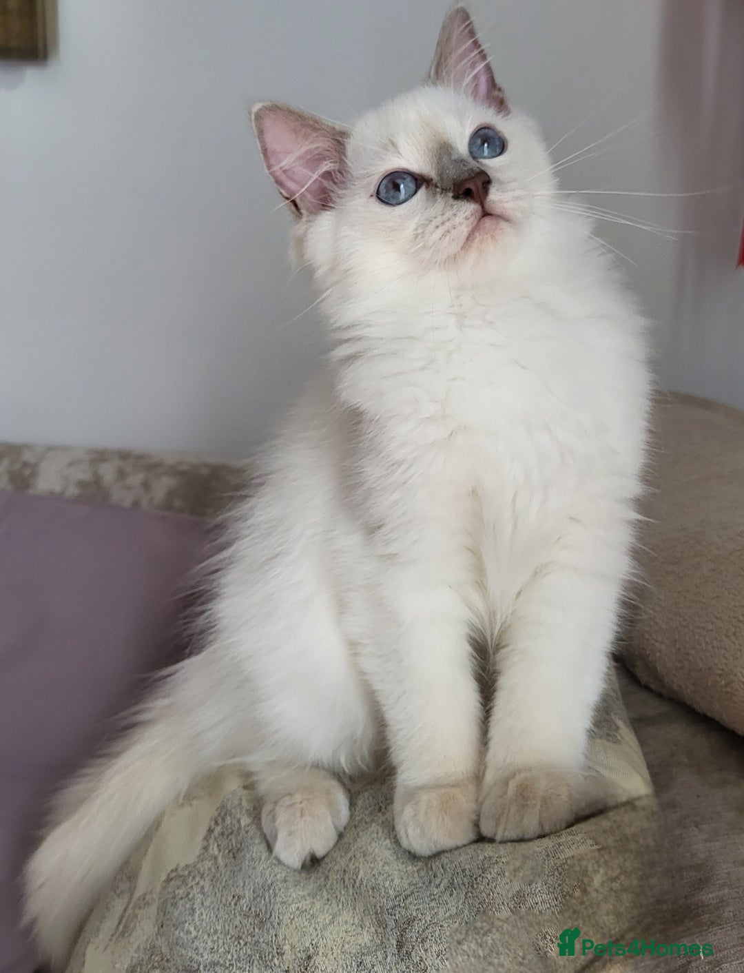 Ragdoll cats for sale: GCCF Registered Pedigree Lilac Point Ragdolls in Dundee - Image 3
