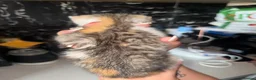 British Shorthair cats for sale: Tortoise Shell Female Kitten - 10 Weeks for Sale - Advert 7
