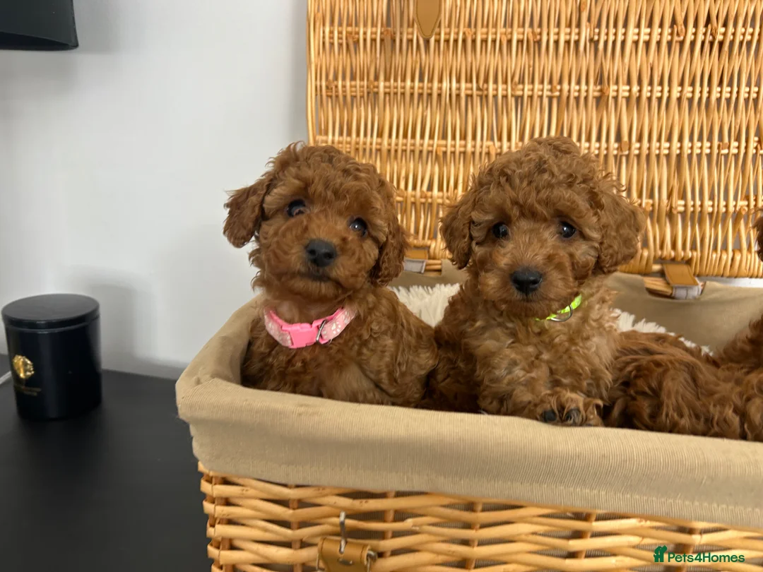 Miniature Poodle dogs for sale: Kc registered Miniature poodles Teddy bear  - Advert 28
