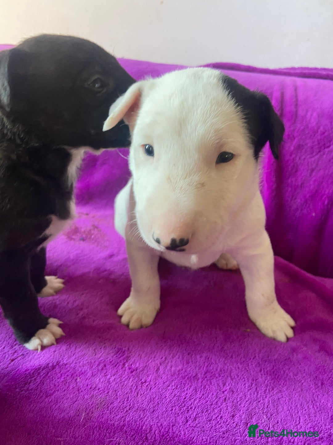 Mixed Breed dogs for sale: Beautiful pups 6 Males - Image 11