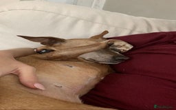 Miniature Pinscher dogs for adoption: Our little pensioner is searching for a family  - Image 5