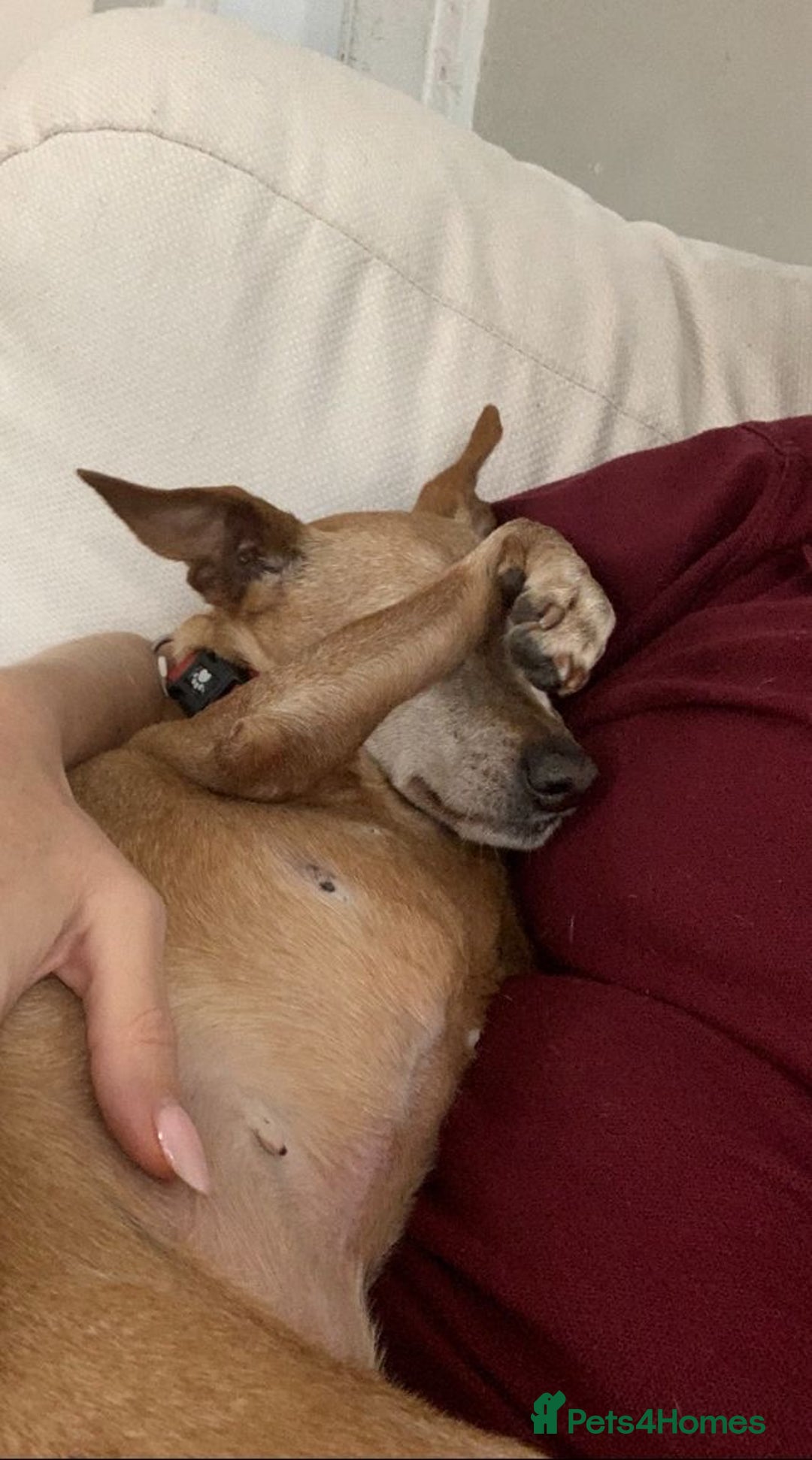 Miniature Pinscher dogs for adoption: Our little pensioner is searching for a family  - Image 5