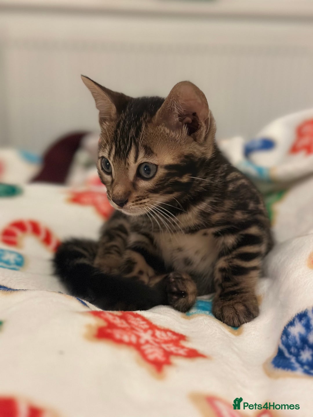 Bengal cats for sale: Beautiful Tica Bengal kittens - Advert 13