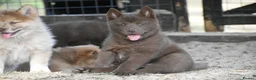 Chow Chow dogs for sale: Genuine chowski puppies  - Advert 36