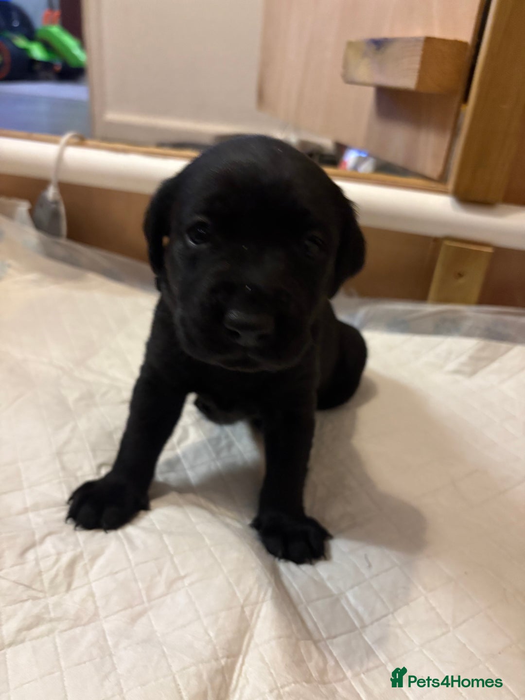 Labrador Retriever dogs for sale: Labrador puppies.  - Advert 12