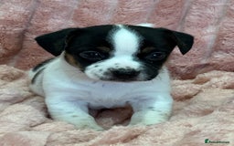 Jack Russell dogs for sale: Quality litter of beautiful Jack Russell puppies  - Image 28