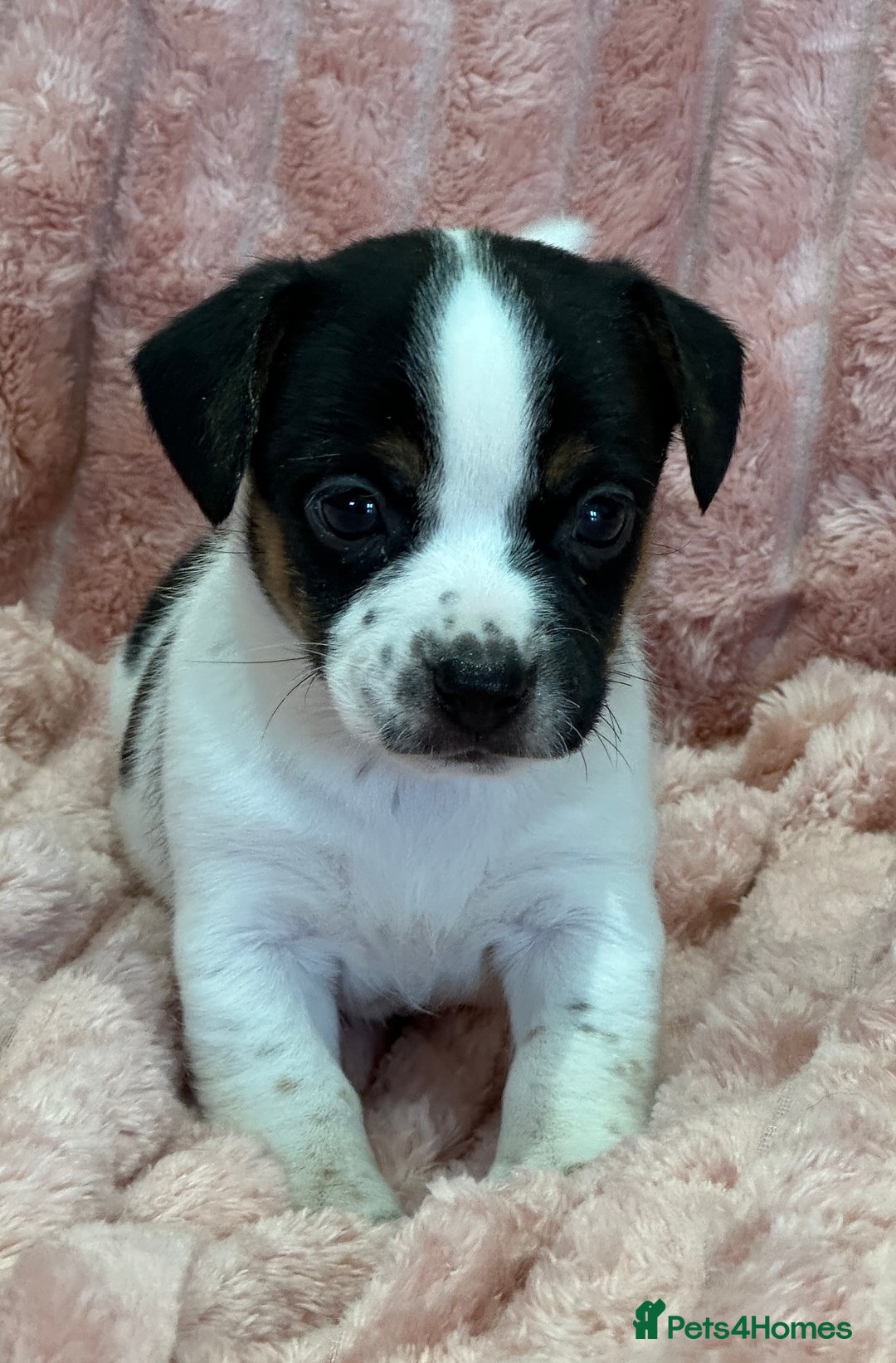 Jack Russell dogs for sale: Quality litter of beautiful Jack Russell puppies  - Image 28
