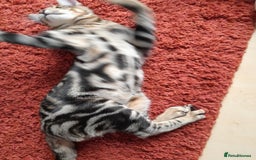 Savannah cats for sale: SOLD Pedigree TICA Reg F5 Savannah Boy Kitten - Image 21