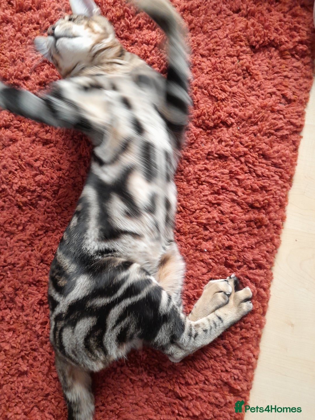 Savannah cats for sale: SOLD Pedigree TICA Reg F5 Savannah Boy Kitten - Image 21