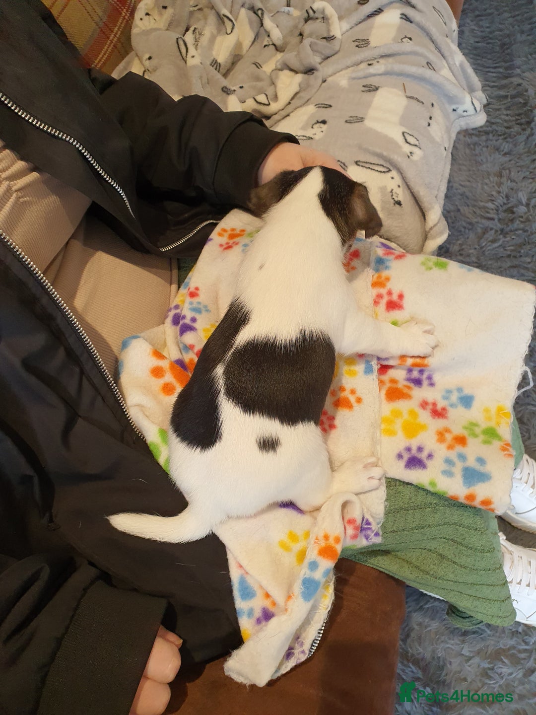 Jack Russell dogs for sale: Stunning Jack Russell Puppies  - Image 14