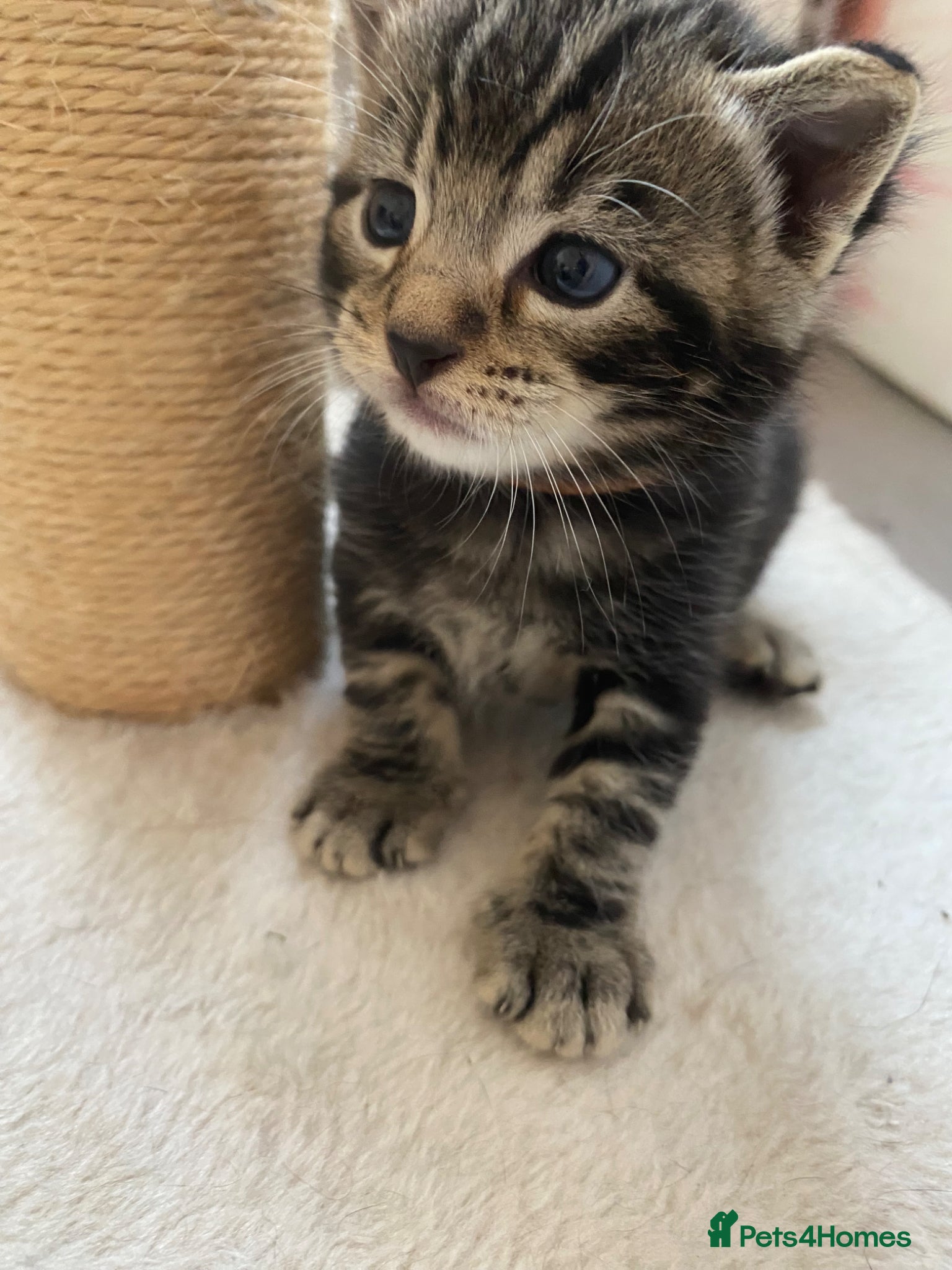 Mixed Breed cats Bengal cross American shorthairxBombay kittens 🐱  - Advert 12