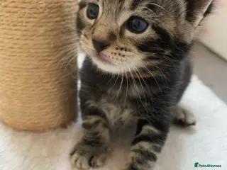 Mixed Breed cats Bengal cross American shorthairxBombay kittens 🐱 - Advert 12