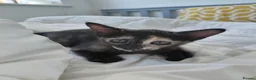 Mixed Breed cats for sale: Lovely kittens looking for forever home - Advert 13