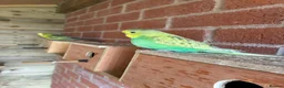 Budgerigars birds for sale: Baby budgies for sale Wigan  - Advert 15