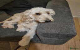 Double Doodle dogs for sale: Beautiful Double Doodles puppies  - Image 16