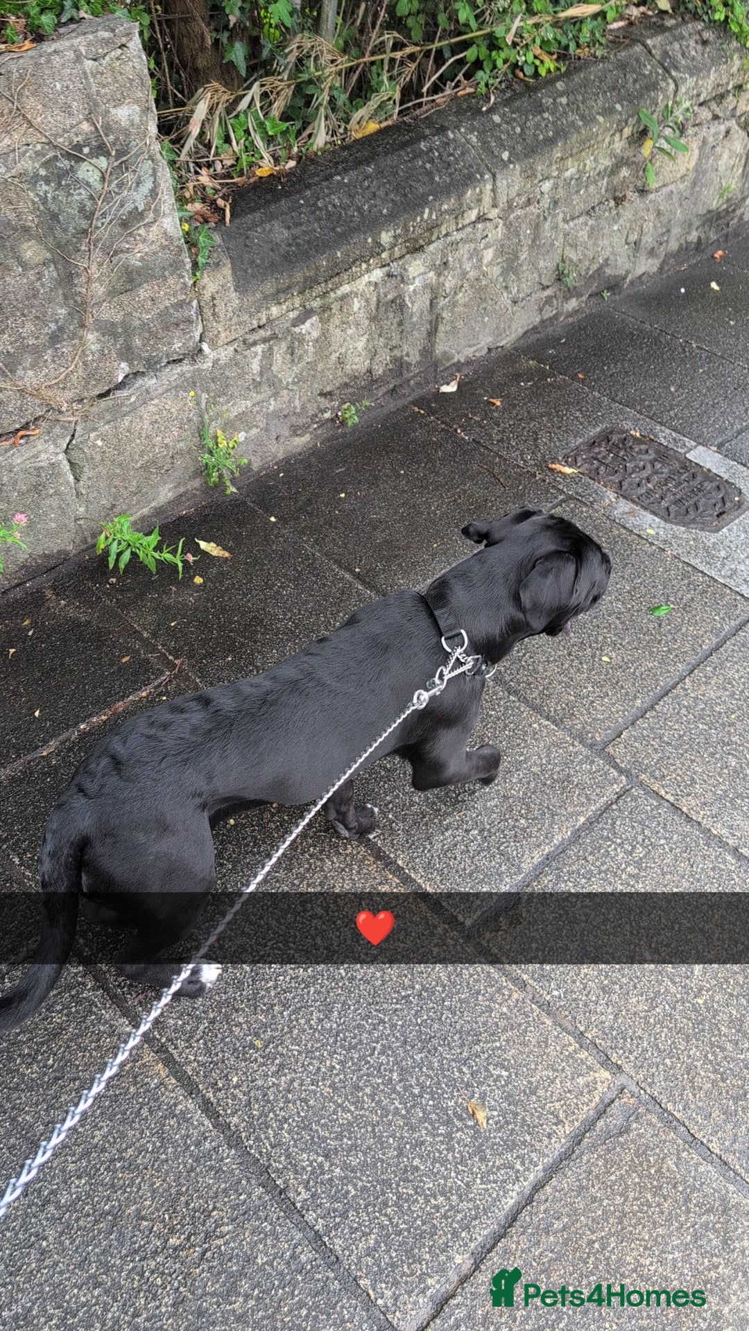 Mixed Breed dogs for sale: Needs a loving home  - Image 11