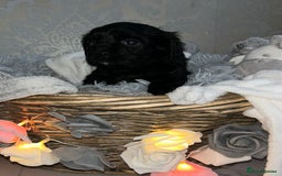 Mixed Breed dogs for sale: Beautiful F1B cockalier puppies  - Image 3