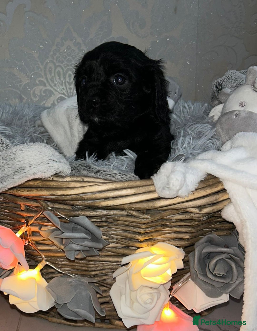 Mixed Breed dogs for sale: Beautiful F1B cockalier puppies  - Image 3