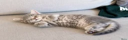 Bengal cats for sale: Twin Girl Bengal × Nebelung Kittens Ready Now in Brentford - Advert 6