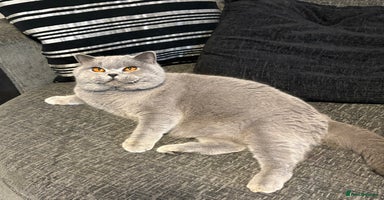 British Shorthair cats - Advert 13