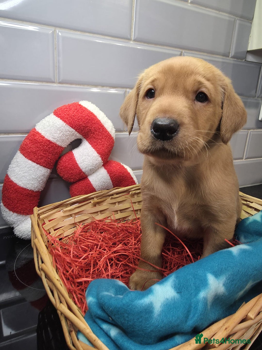 Labrador Retriever dogs for sale: STUNNING RED FOX LABS AVAILABLE 9TH JAN - Advert 5
