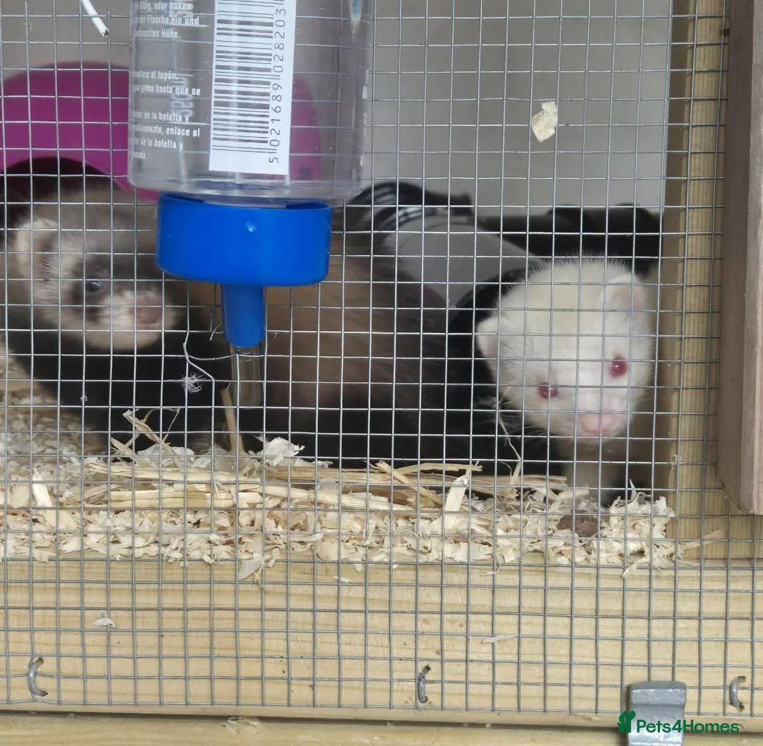 Ferret rodents for sale: 2 Female Micro Ferrets – Must Stay Together  - Advert 2